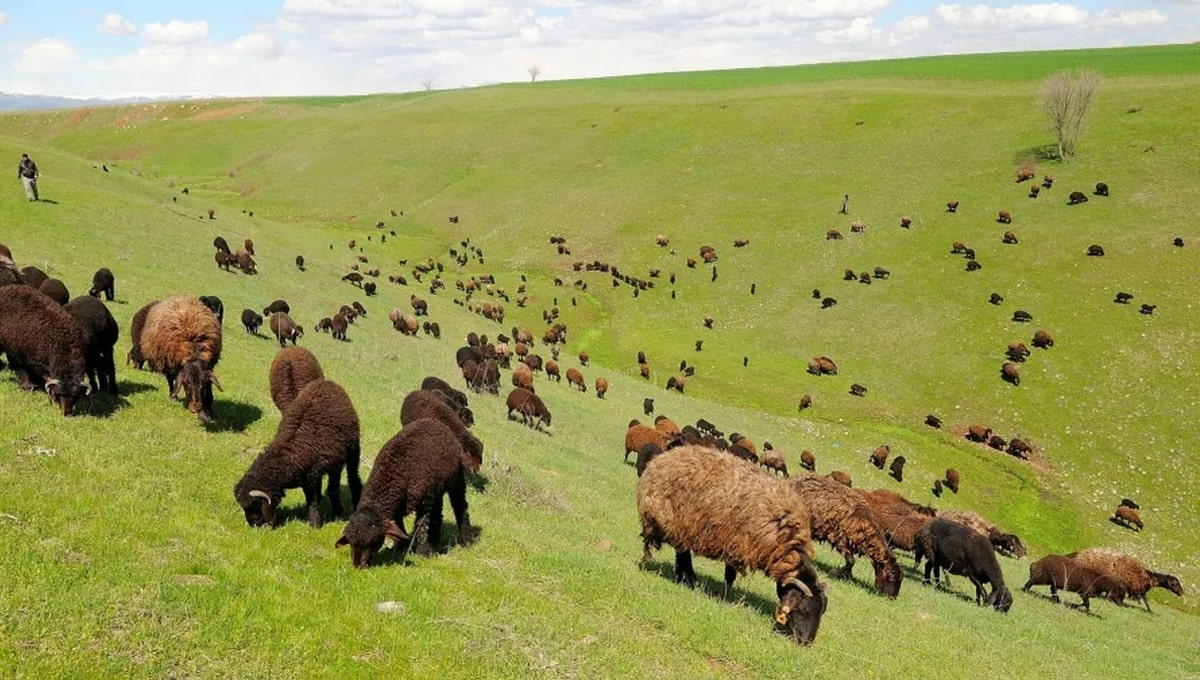 Bingöl Ücretsiz Kamp Alanları - Bingöl Ovası Kamp Alanı