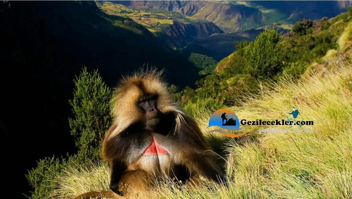 Afrika'da Mutlaka Görülmesi Gereken Yerler Simien